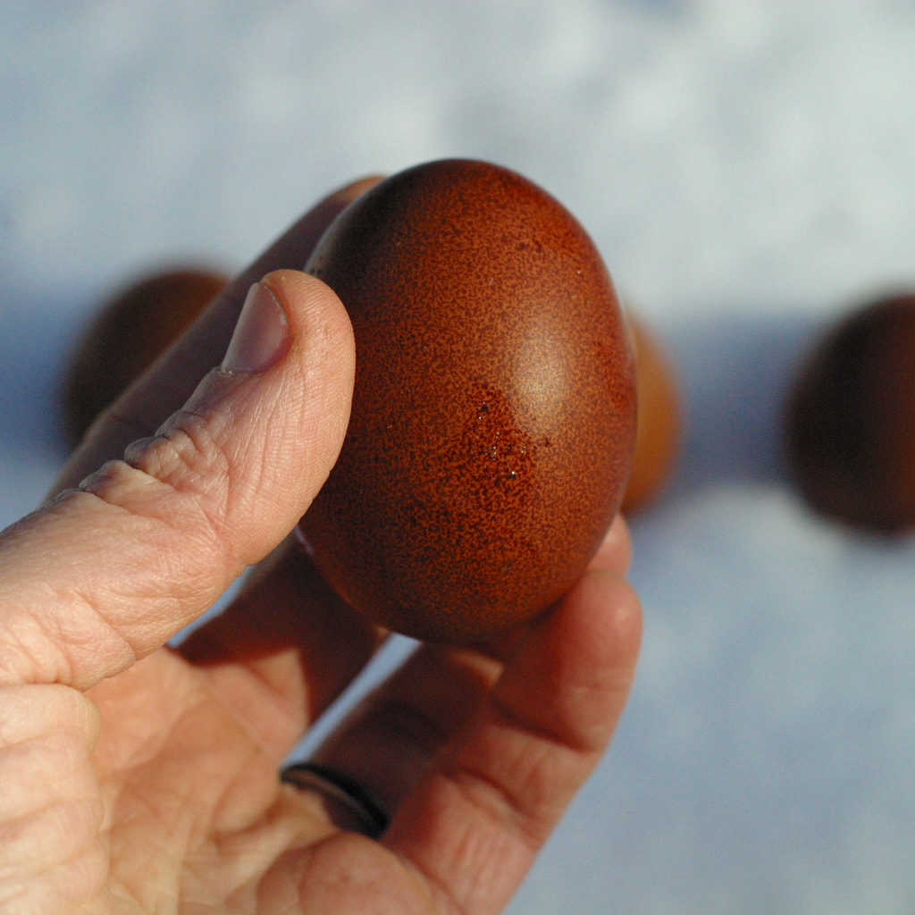 12 Fertile Hatching Eggs Black Copper Marans Olive Eggers NPIP 