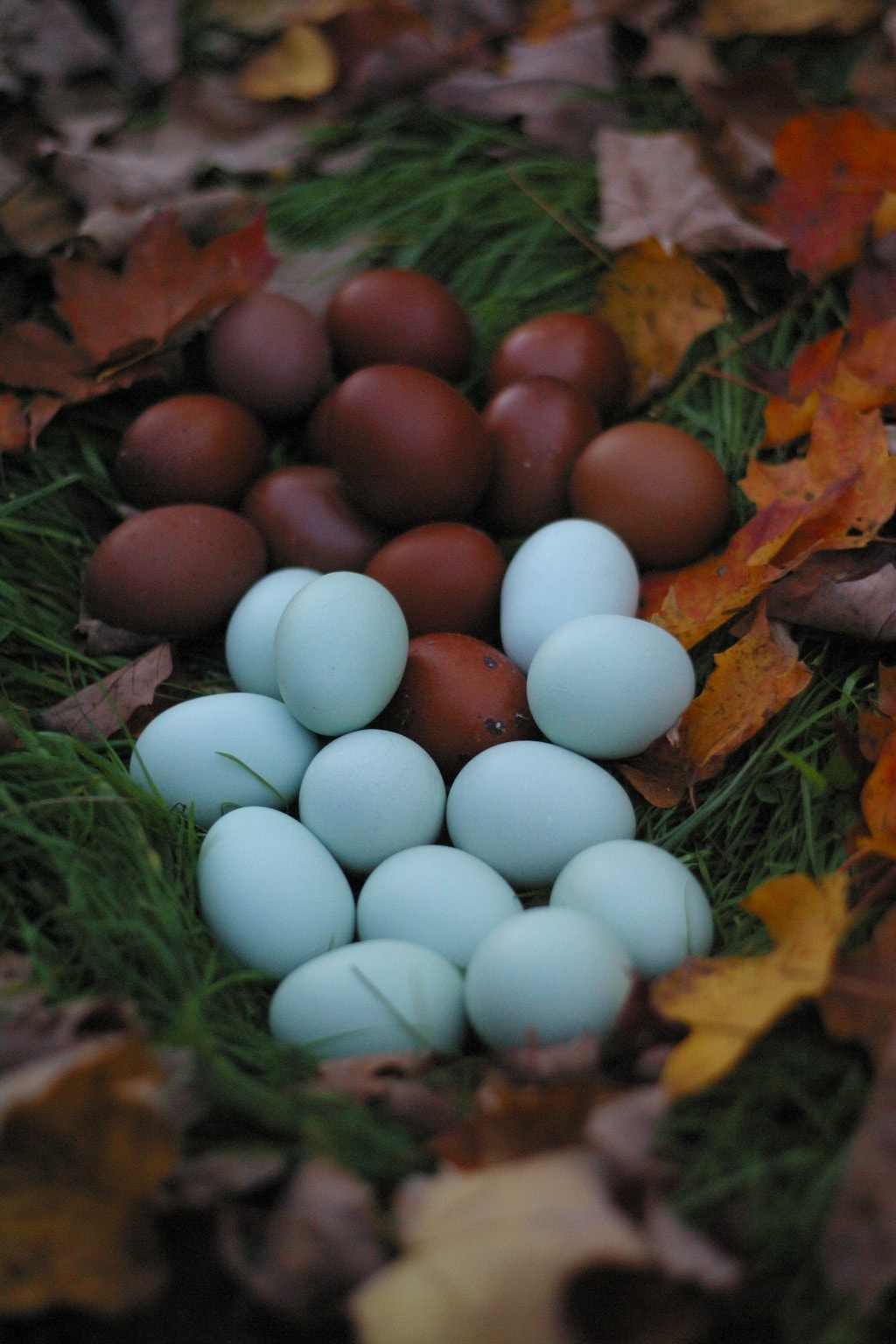 6 Fertilized Black Copper Marans Hatching Eggs 